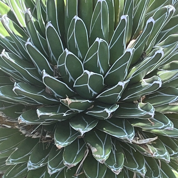 Meet your Posher, A Little Bit Extra!! - Picture 11 of 16